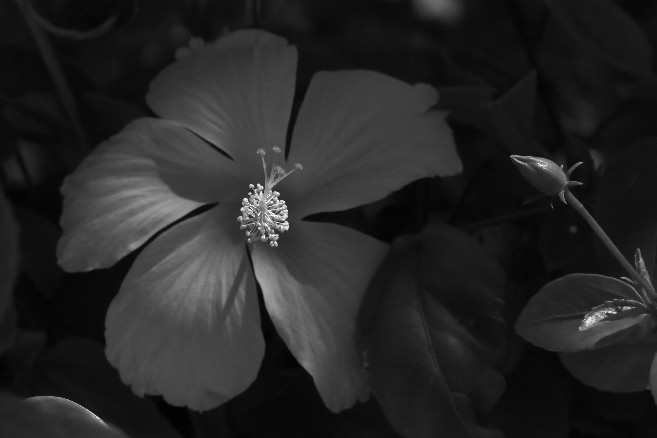 2015 08 29 HTP 03166ebw